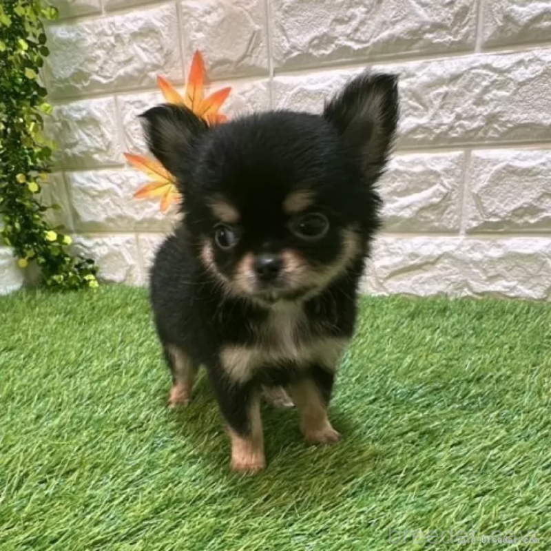 成約済の愛知県のチワワ(ロングコート)-410377の3枚目