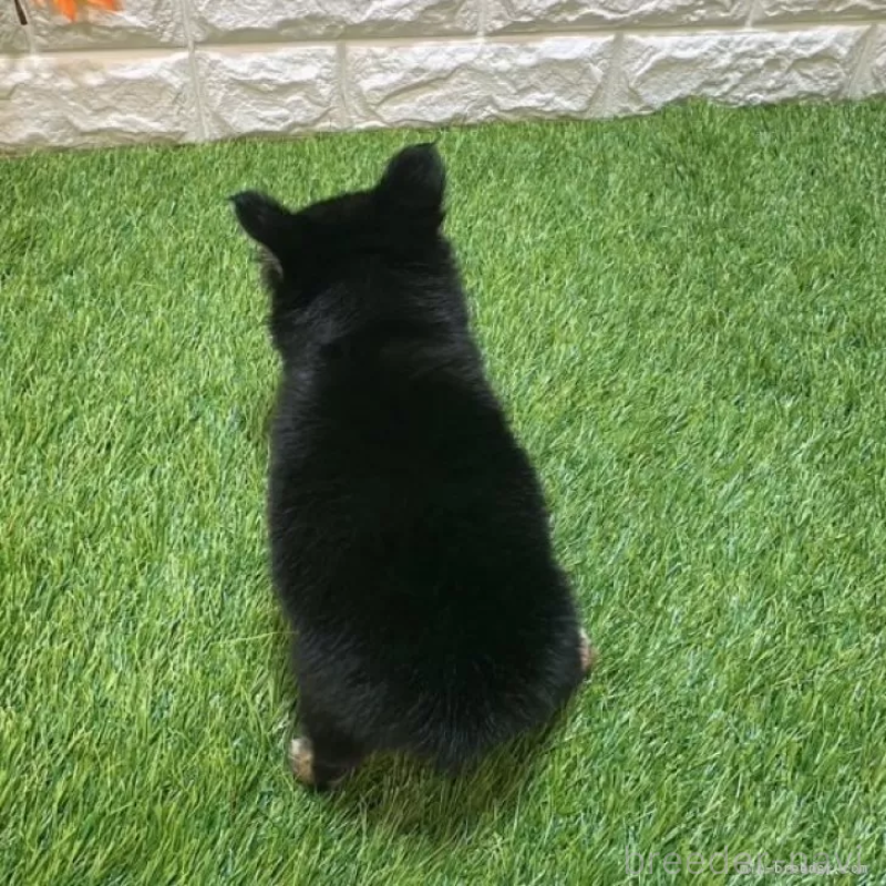 成約済の愛知県のチワワ(ロングコート)-410377の2枚目