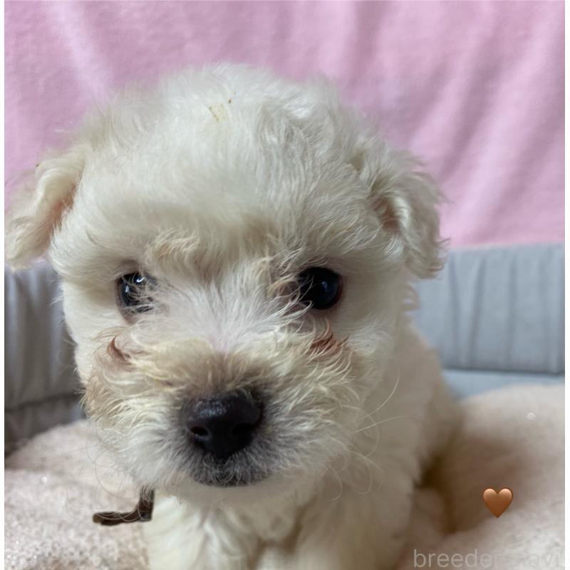 成約済の長野県のボロニーズ-413206の3枚目