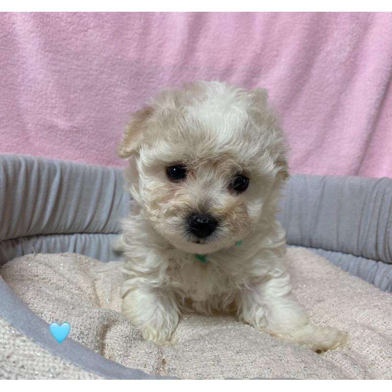 成約済の長野県のボロニーズ-413204の3枚目