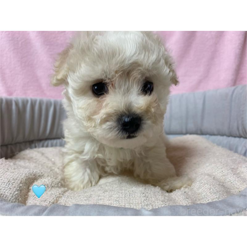 成約済の長野県のボロニーズ-413204の2枚目