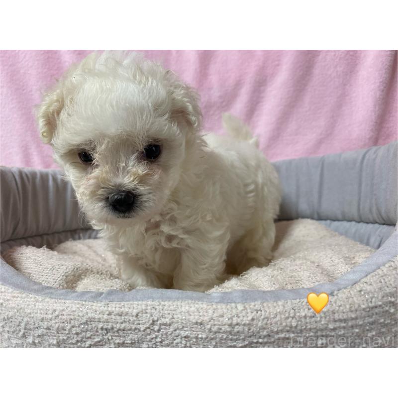 成約済の長野県のボロニーズ-413205の4枚目