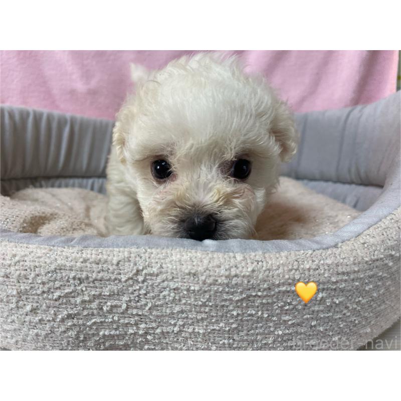 成約済の長野県のボロニーズ-413205の3枚目