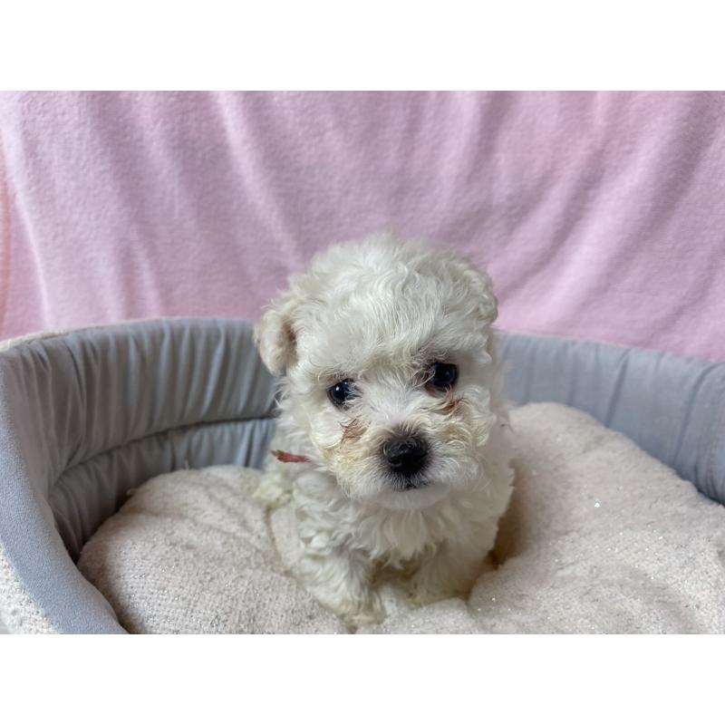 成約済の長野県のボロニーズ-413203の2枚目