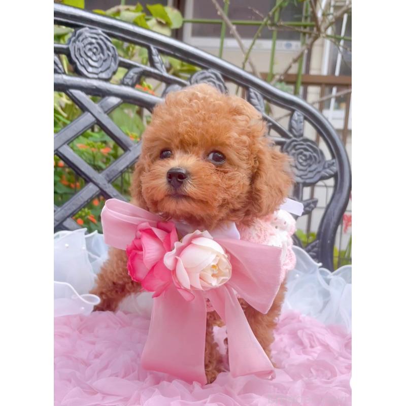 成約済の千葉県のタイニープードル-403185の6枚目