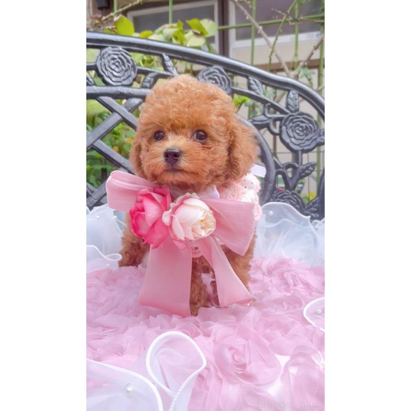 成約済の千葉県のタイニープードル-403185の4枚目