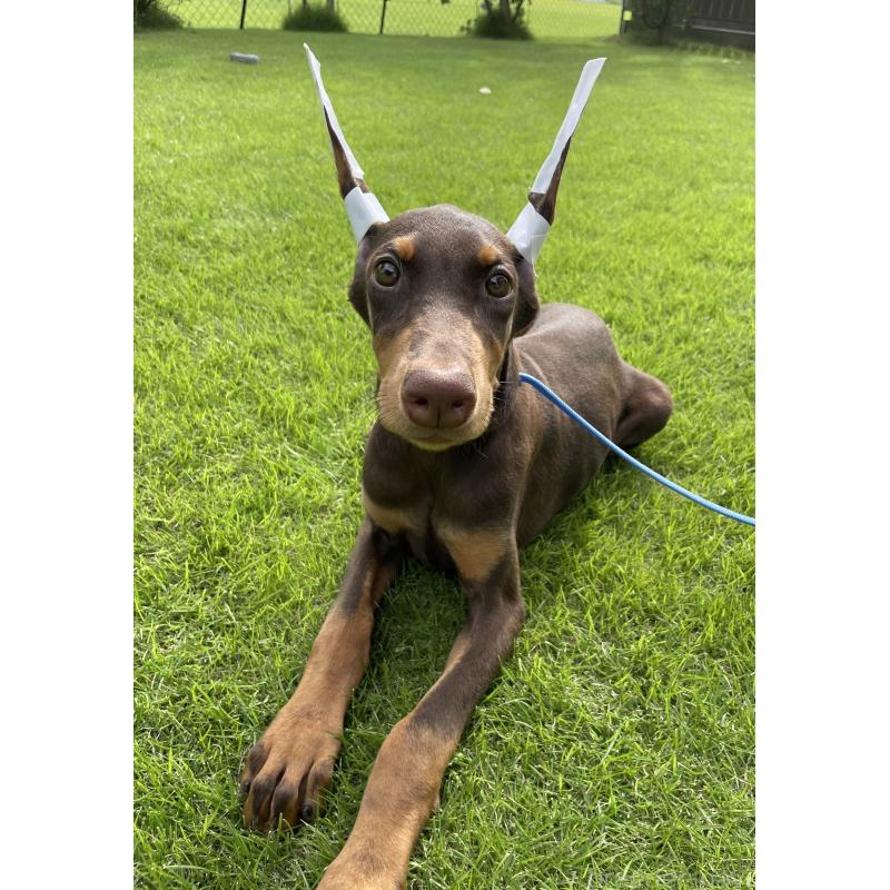 成約済の千葉県のドーベルマン-393365