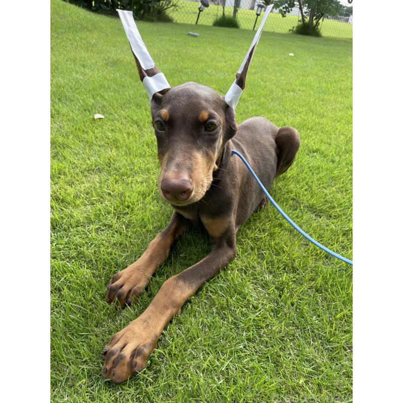 成約済の千葉県のドーベルマン-393365の14枚目