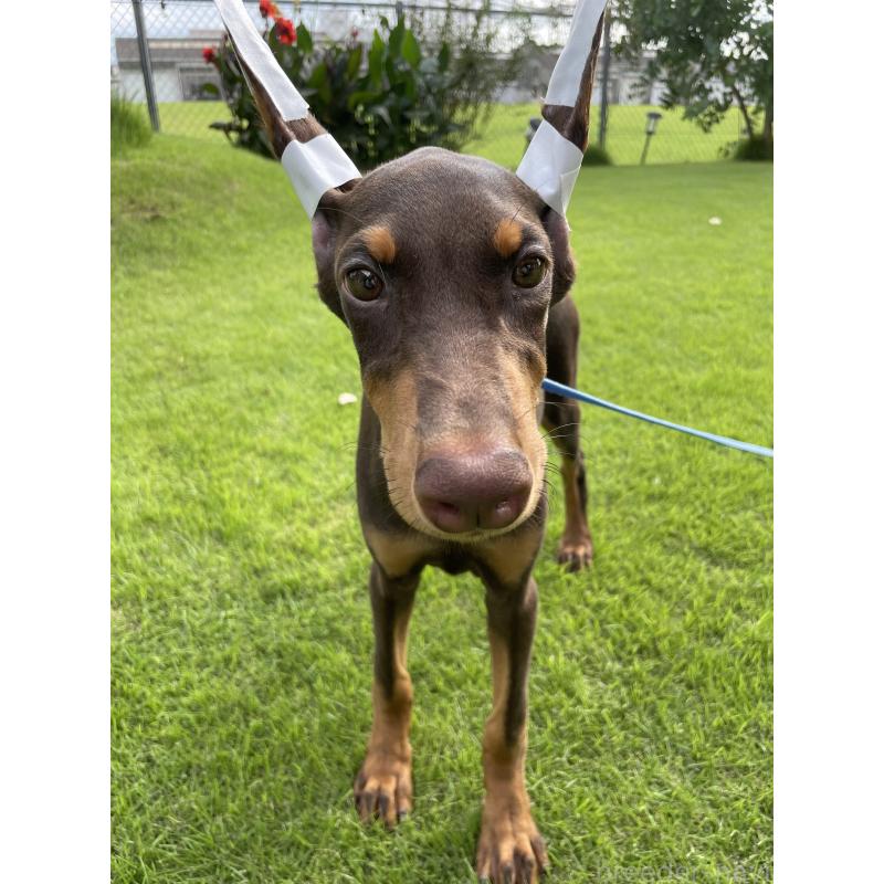 成約済の千葉県のドーベルマン-393365の13枚目