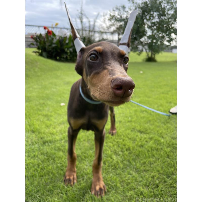 成約済の千葉県のドーベルマン-393365の12枚目