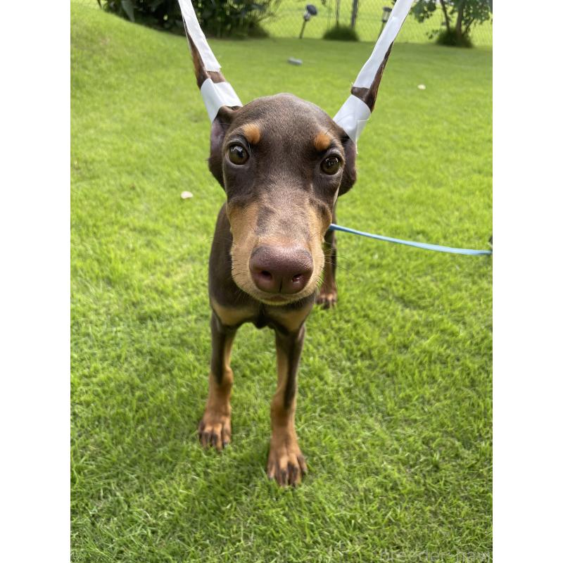 成約済の千葉県のドーベルマン-393365の11枚目