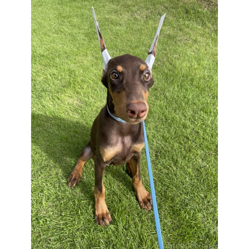 成約済の千葉県のドーベルマン-393365の10枚目