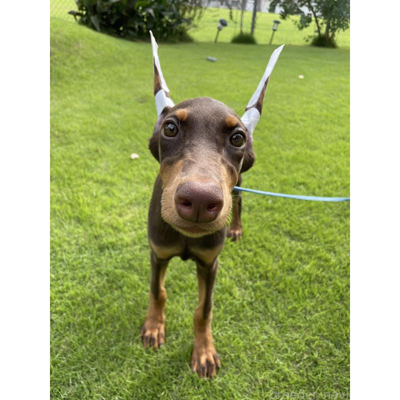 成約済の千葉県のドーベルマン-393365の9枚目