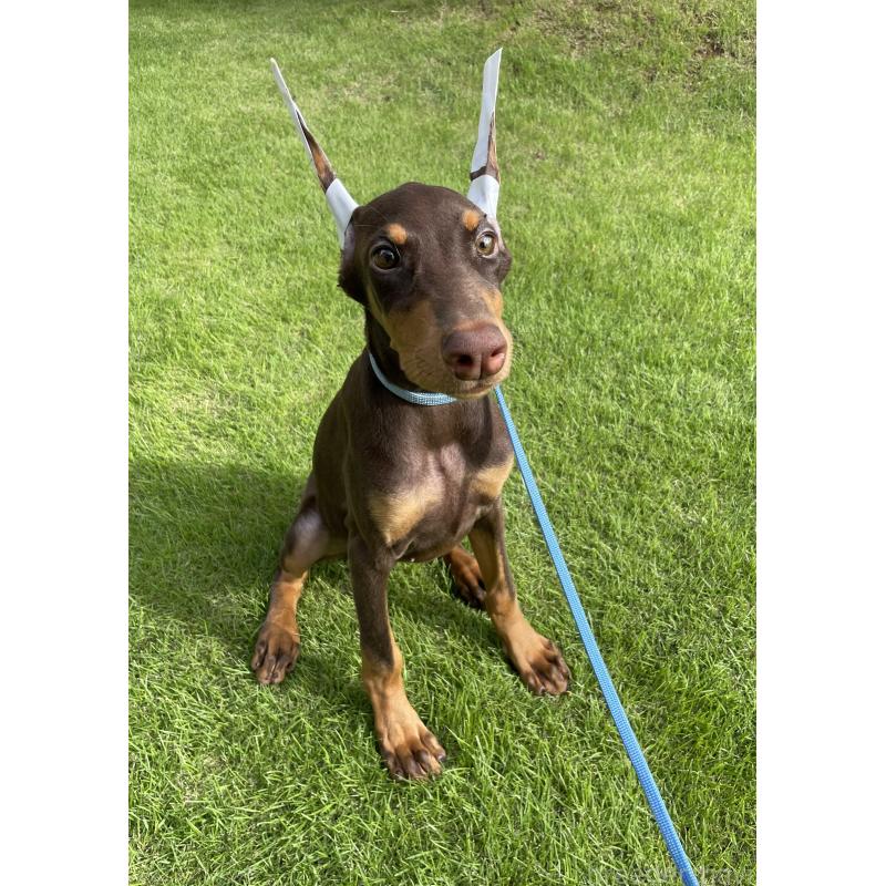 成約済の千葉県のドーベルマン-393365の8枚目