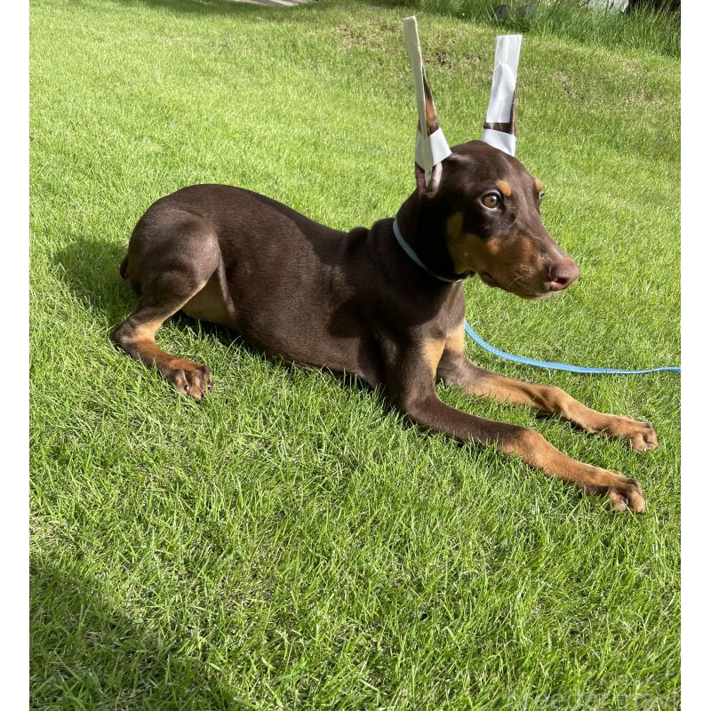 成約済の千葉県のドーベルマン-393365の7枚目