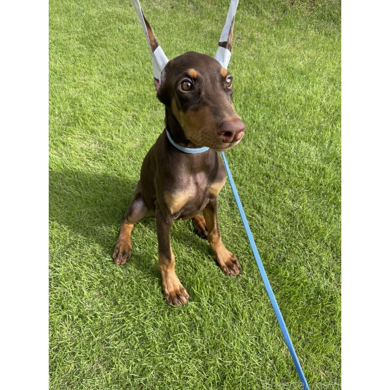 成約済の千葉県のドーベルマン-393365の6枚目