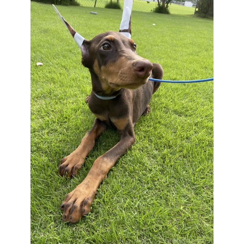 成約済の千葉県のドーベルマン-393365の5枚目