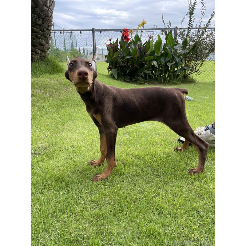 成約済の千葉県のドーベルマン-393365の4枚目