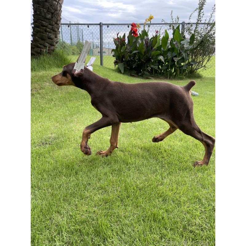 成約済の千葉県のドーベルマン-393365の3枚目