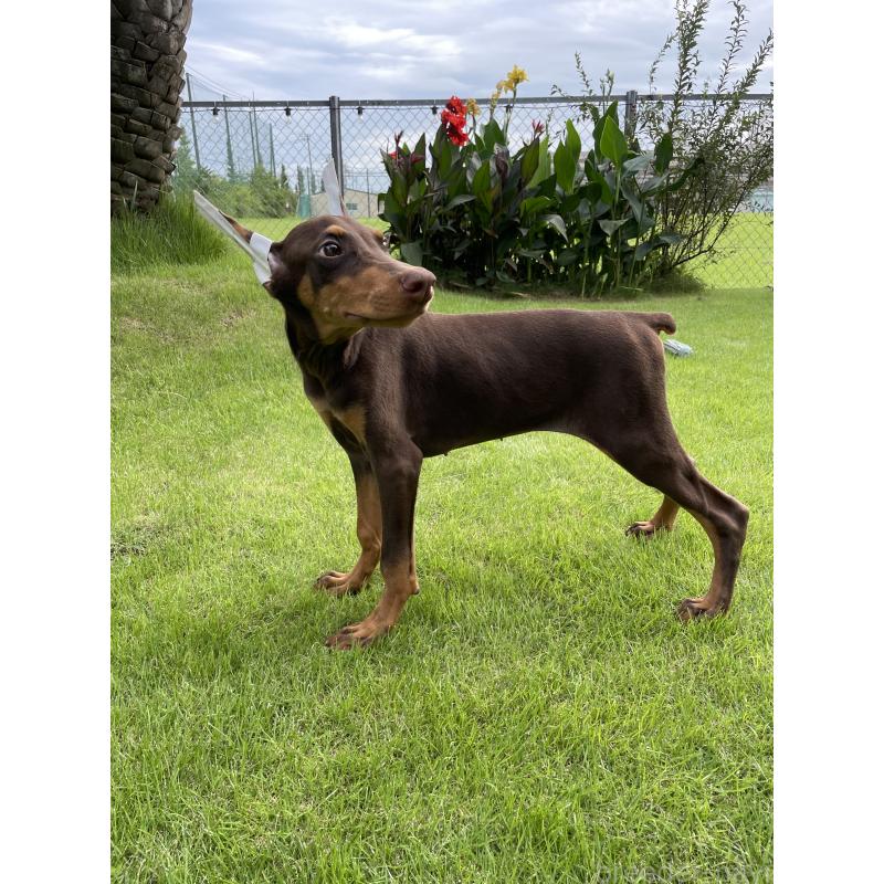 成約済の千葉県のドーベルマン-393365の2枚目