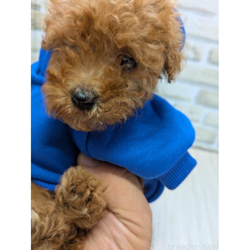 販売中の茨城県のティーカッププードル-414859の3枚目