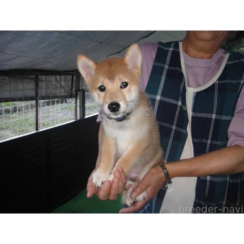 成約済の富山県の豆柴-401620の3枚目