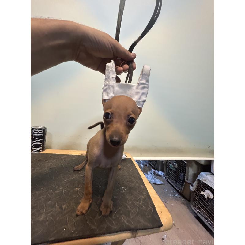 成約済の静岡県のミニチュアピンシャー(ミニピン)-413387の6枚目