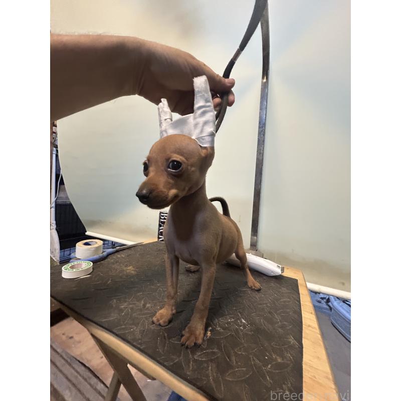 成約済の静岡県のミニチュアピンシャー(ミニピン)-413387の5枚目