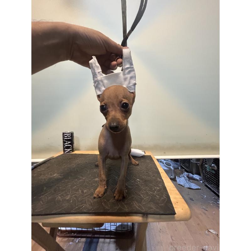 成約済の静岡県のミニチュアピンシャー(ミニピン)-413387の4枚目