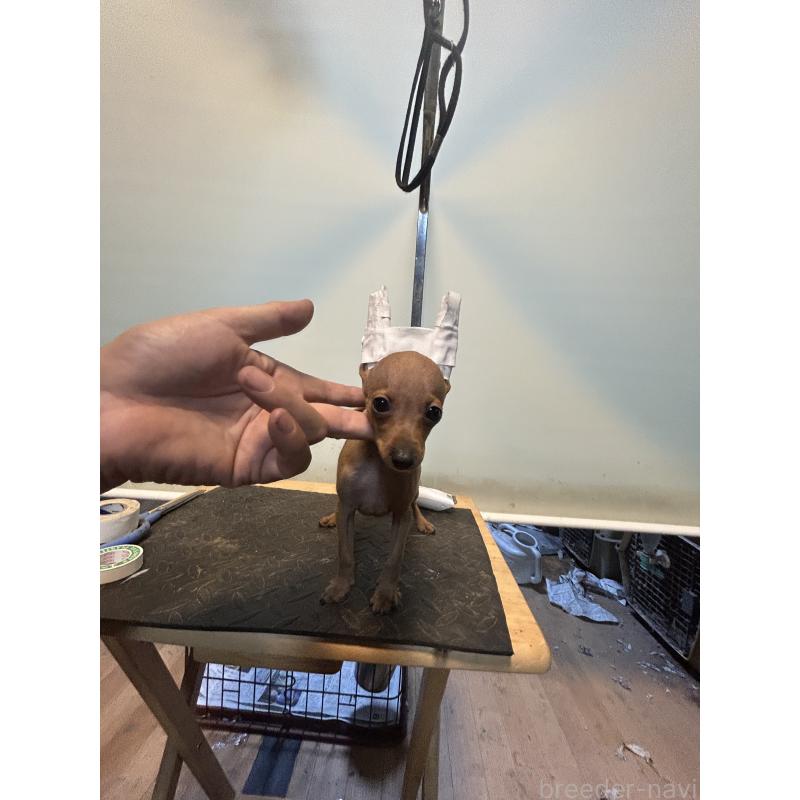 成約済の静岡県のミニチュアピンシャー(ミニピン)-413387の3枚目