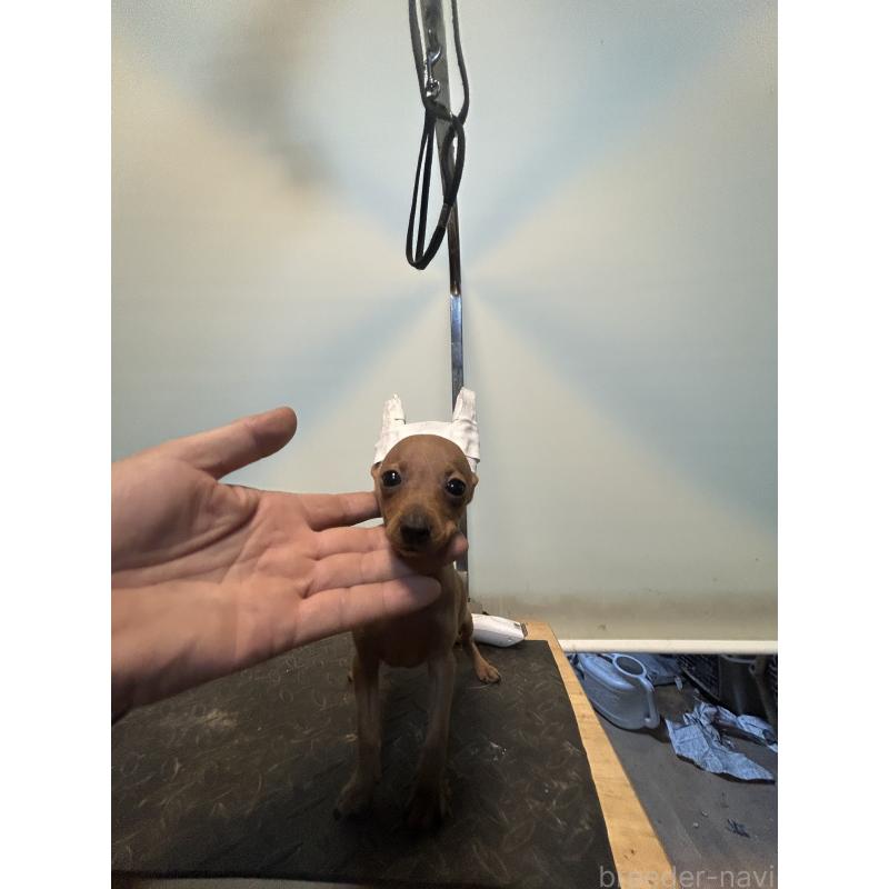 成約済の静岡県のミニチュアピンシャー(ミニピン)-413387の2枚目