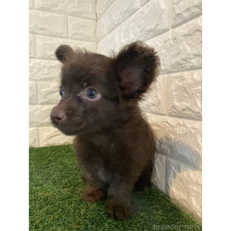 成約済の東京都のチワプー:チワワ×トイプードル-412936の7枚目