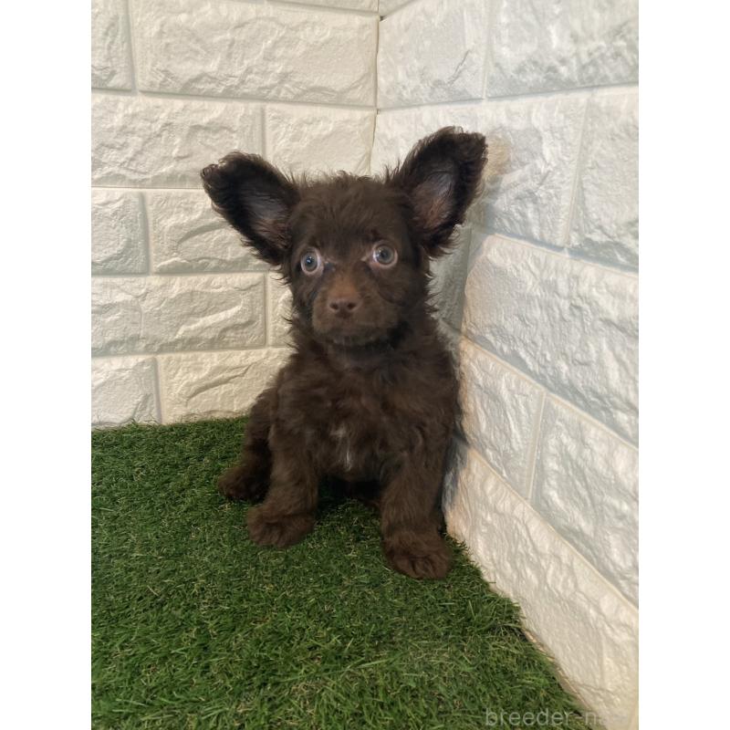 成約済の東京都のチワプー:チワワ×トイプードル-412936の6枚目