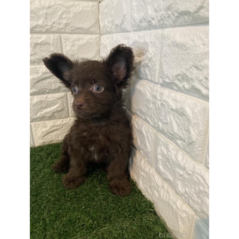 成約済の東京都のチワプー:チワワ×トイプードル-412936の5枚目