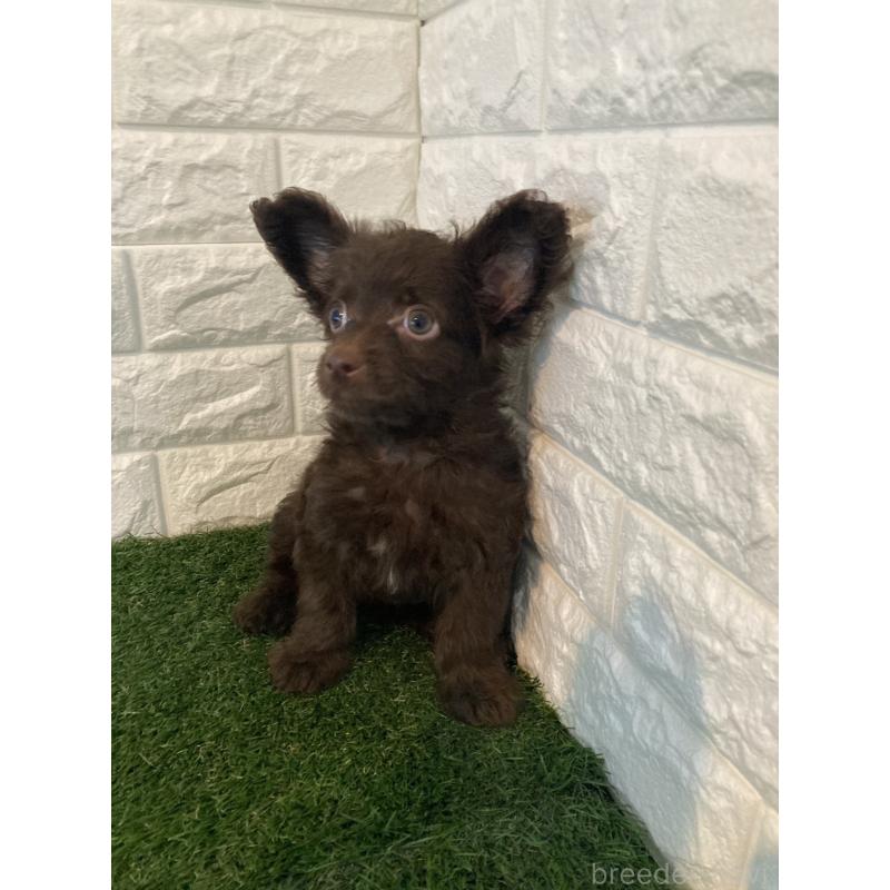 成約済の東京都のチワプー:チワワ×トイプードル-412936の4枚目