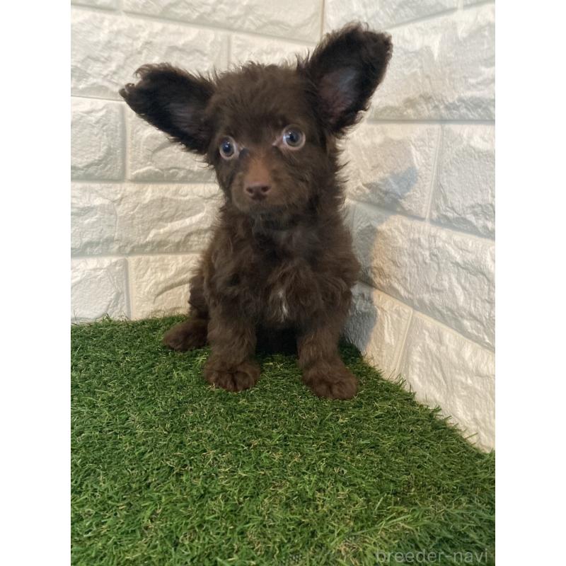 成約済の東京都のチワプー:チワワ×トイプードル-412936の3枚目