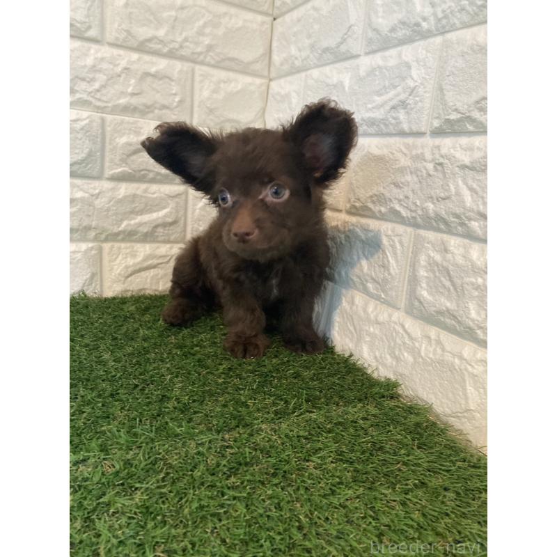 成約済の東京都のチワプー:チワワ×トイプードル-412936の2枚目