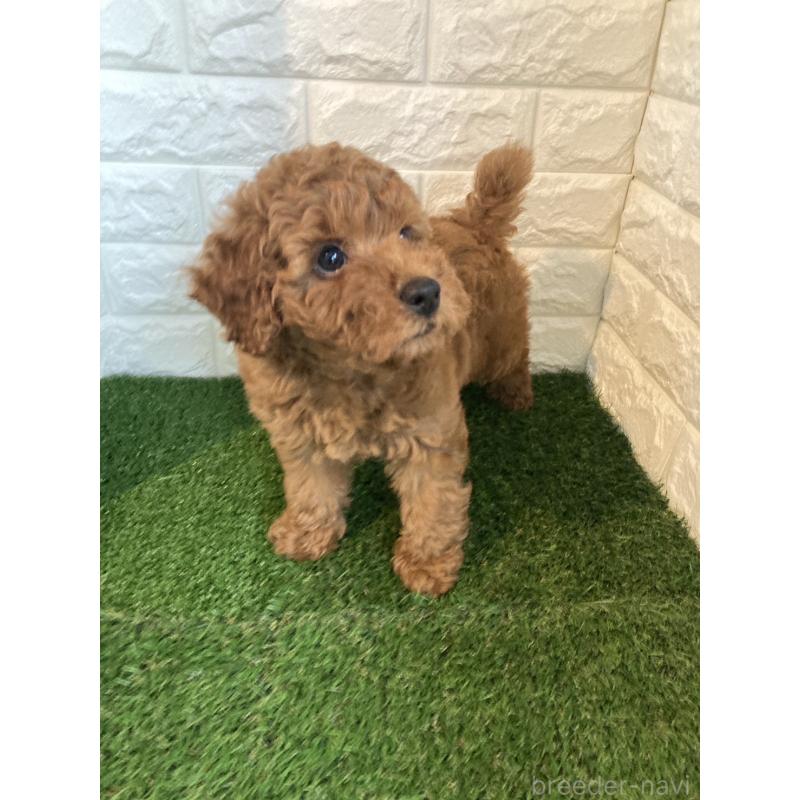 成約済の東京都のタイニープードル-412934の10枚目