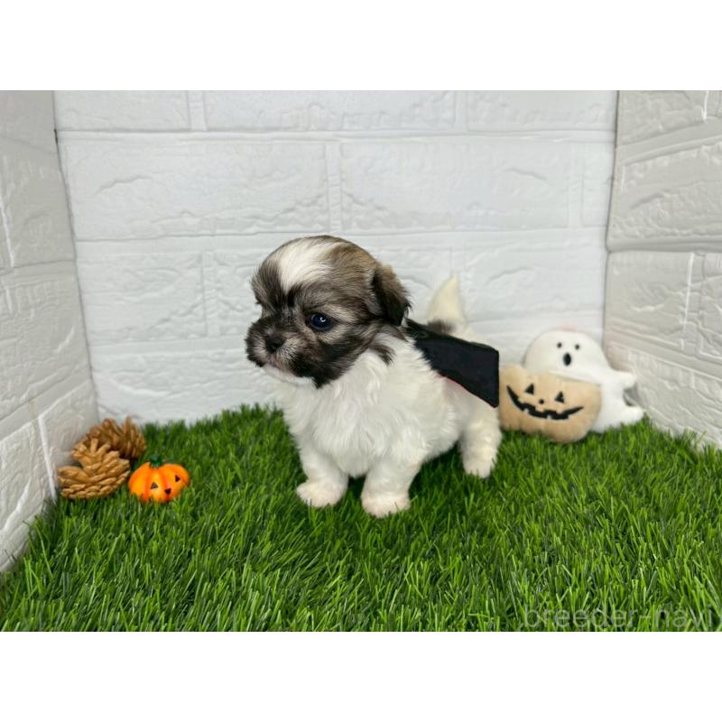 販売中の茨城県のミックス犬-414876の12枚目