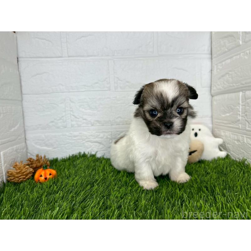 販売中の茨城県のミックス犬-414876の10枚目
