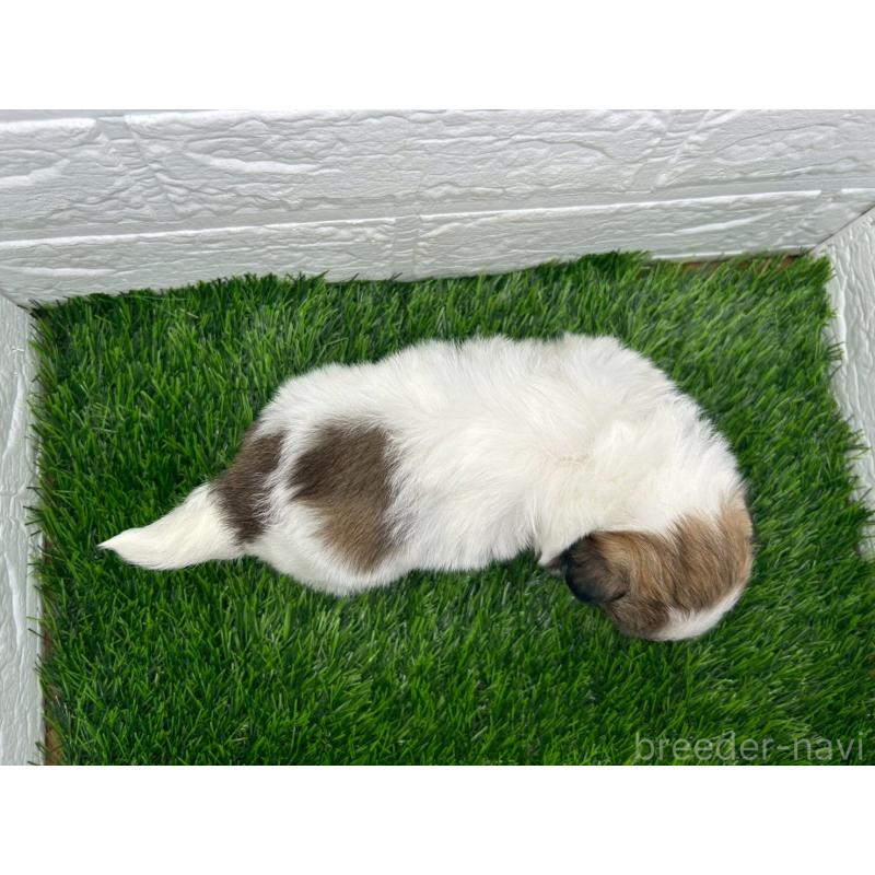 販売中の茨城県のミックス犬-414876の9枚目