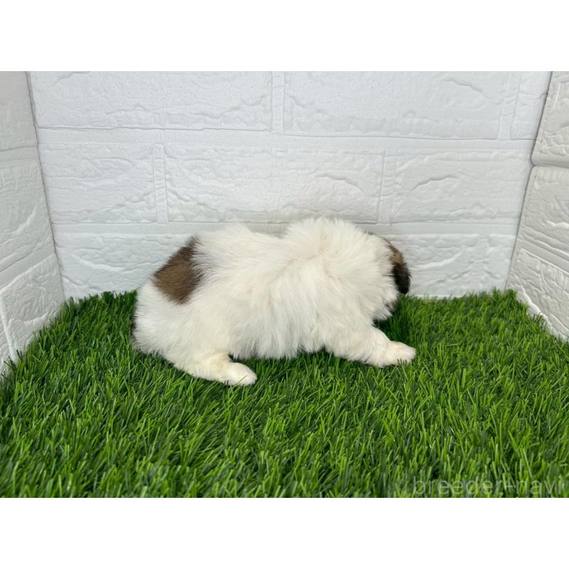 販売中の茨城県のミックス犬-414876の8枚目