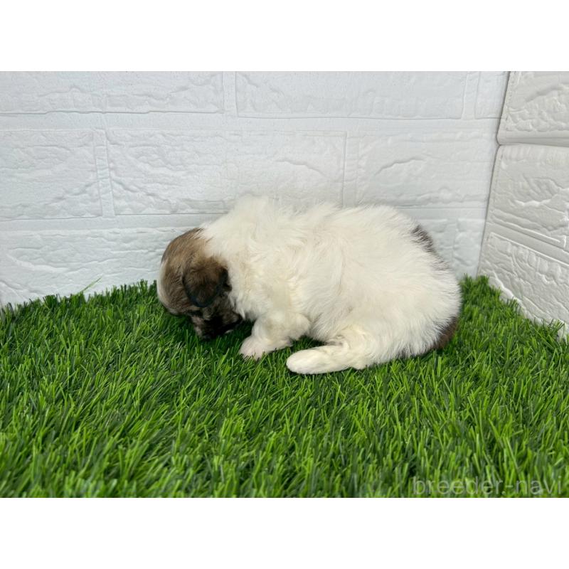 販売中の茨城県のミックス犬-414876の7枚目