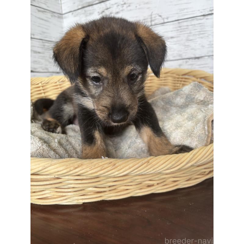 販売中の静岡県のミックス犬-414877の7枚目