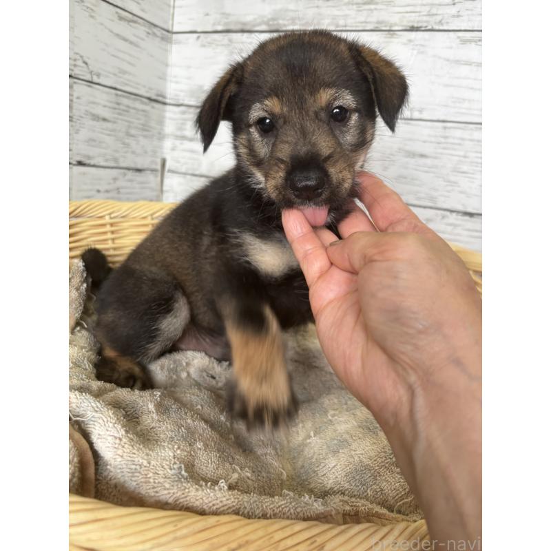 販売中の静岡県のミックス犬-414877の6枚目