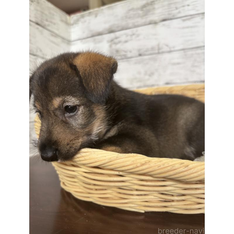販売中の静岡県のミックス犬-414877の5枚目