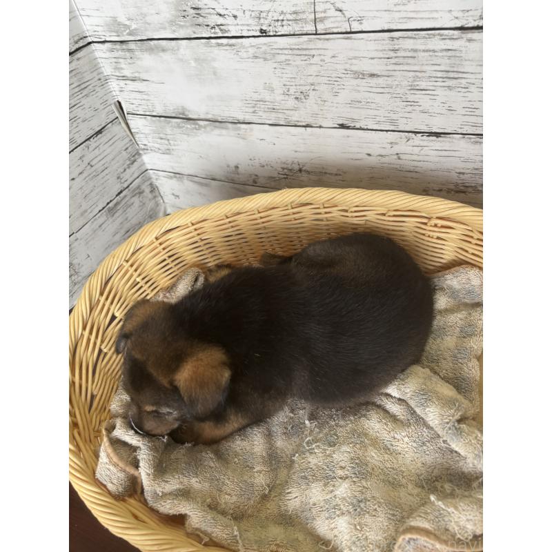 販売中の静岡県のミックス犬-414877の4枚目