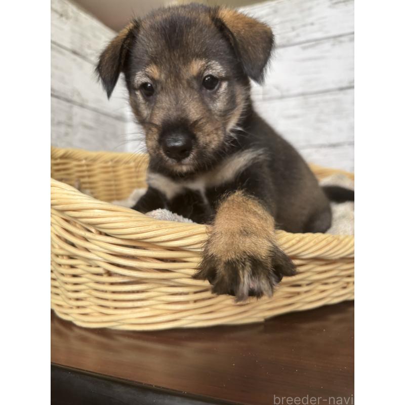 販売中の静岡県のミックス犬-414877の3枚目