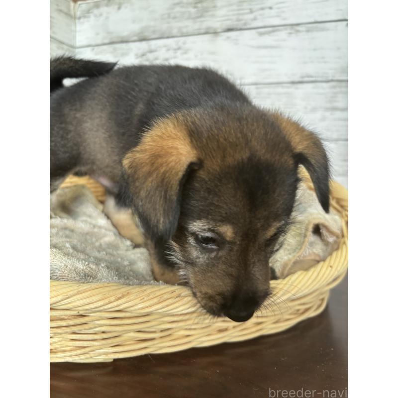 販売中の静岡県のミックス犬-414877の2枚目