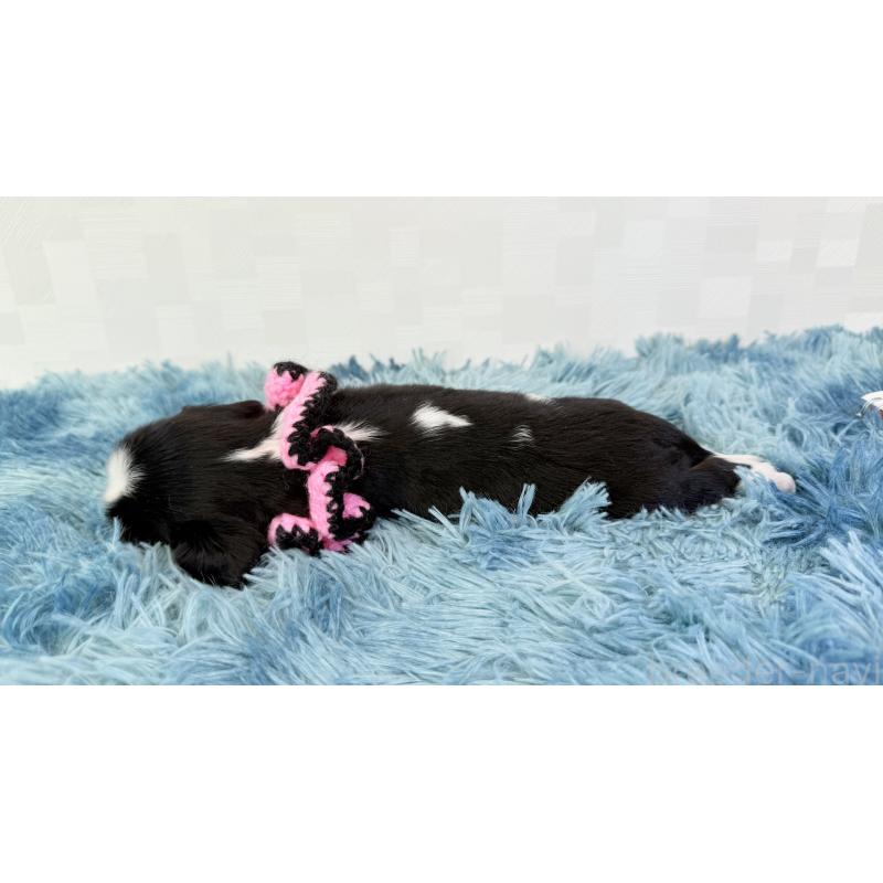 販売中の埼玉県のキャバリアキングチャールズスパニエル-414878の3枚目